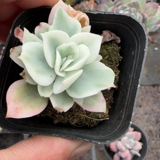 79柠檬玫瑰锦多肉植物多