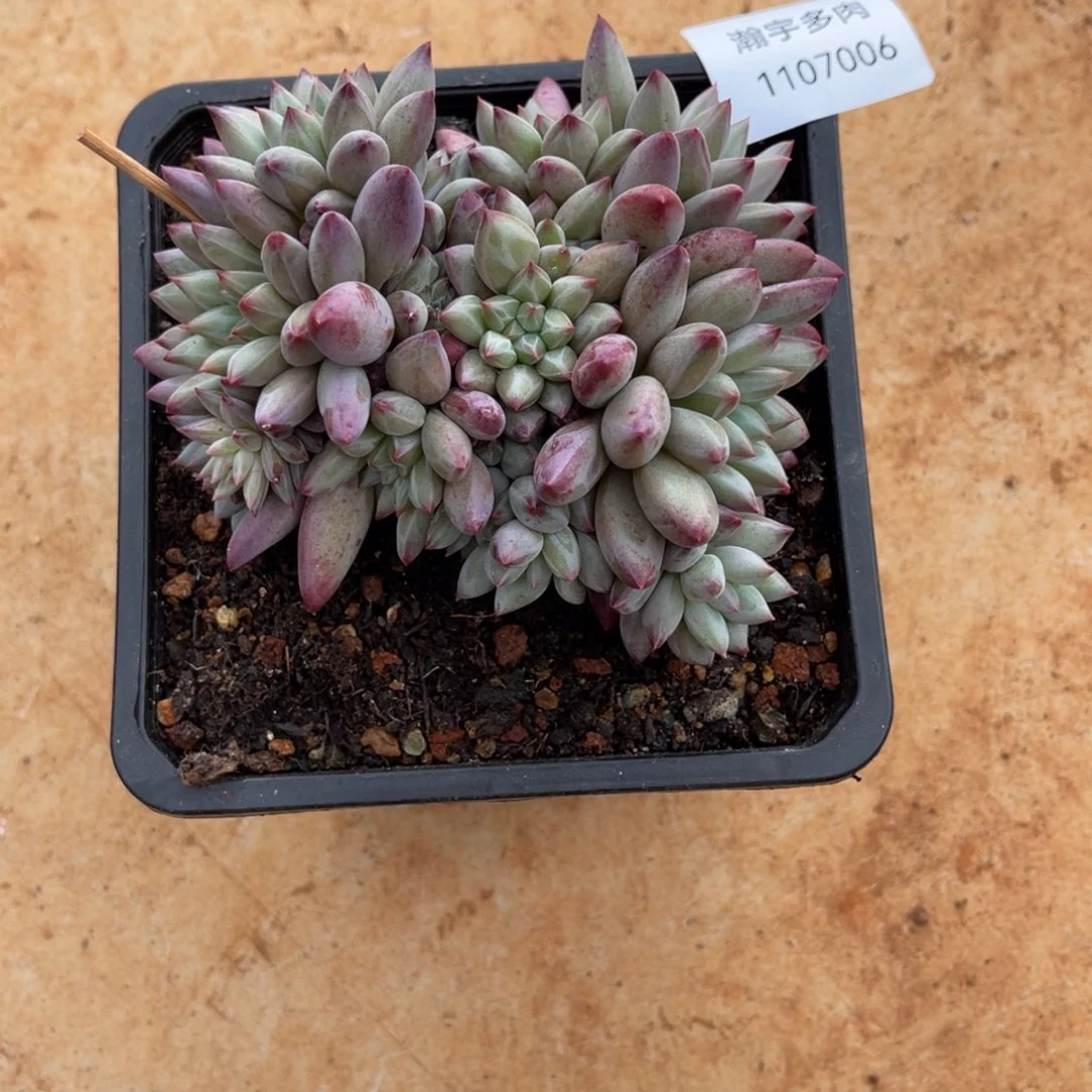 流沙鱼美人06号开播福利