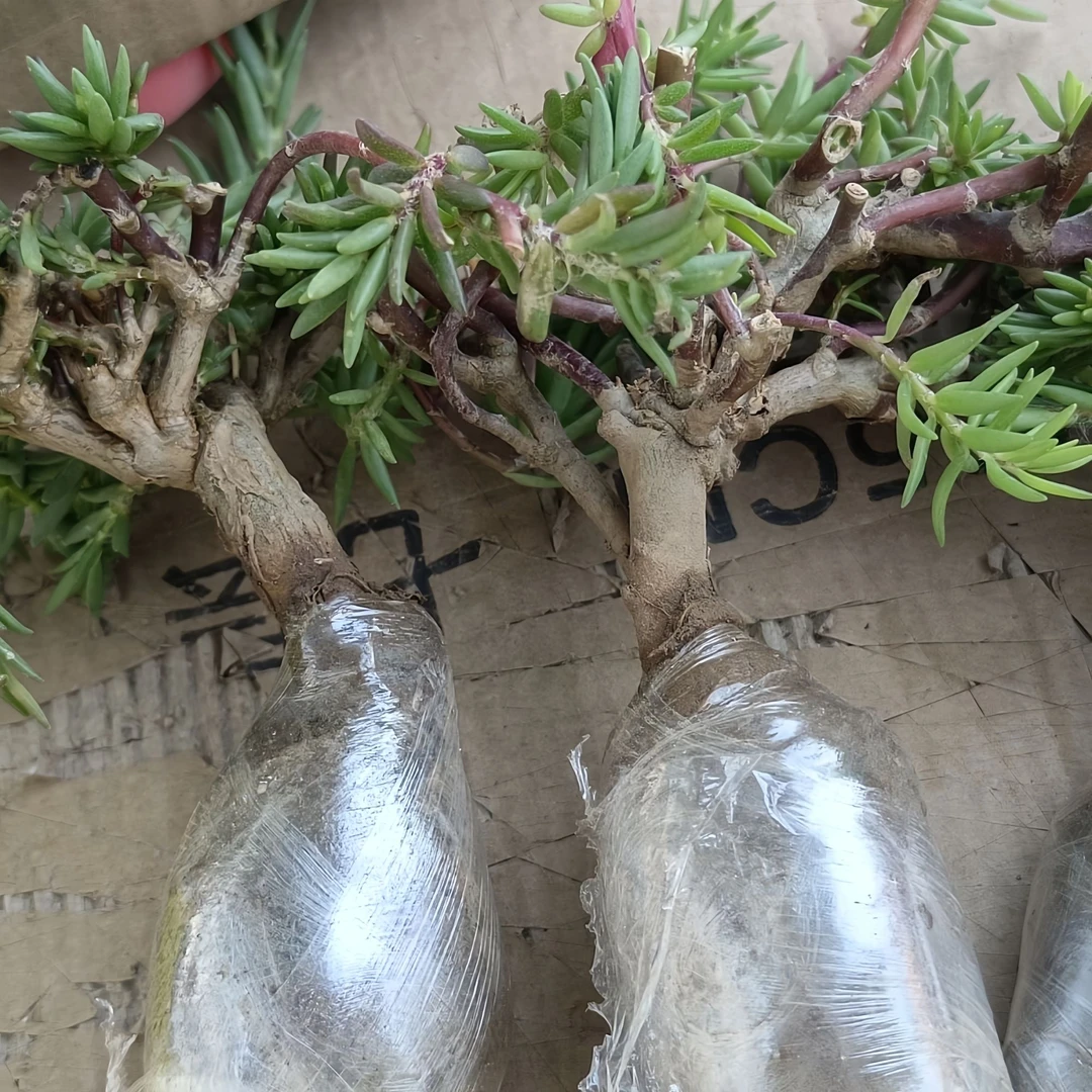 宿根重瓣太阳花苗混色四季开花植物耐寒热阳台外院易存活花卉绿植