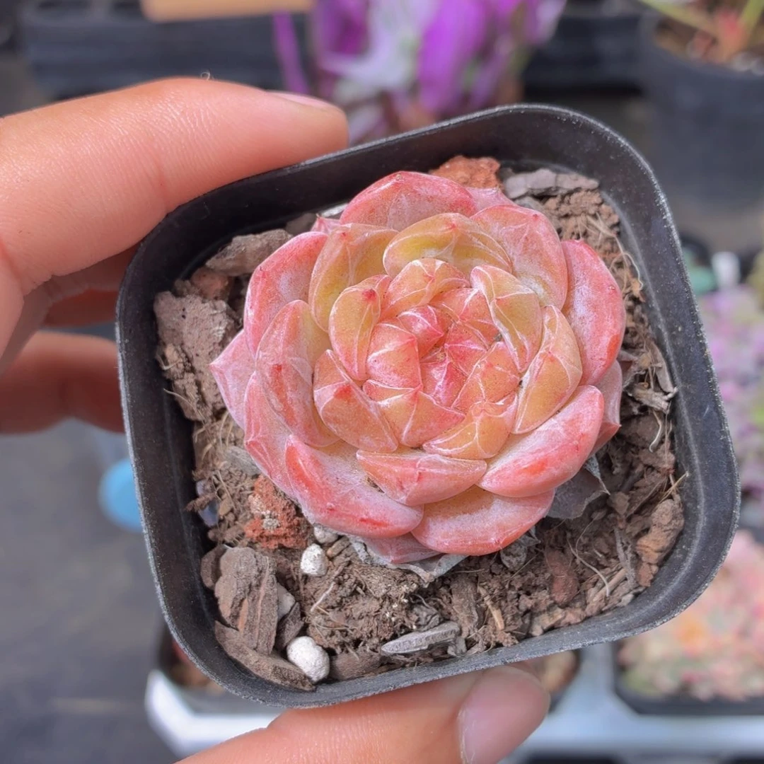 雪塔多肉9.9包邮发货