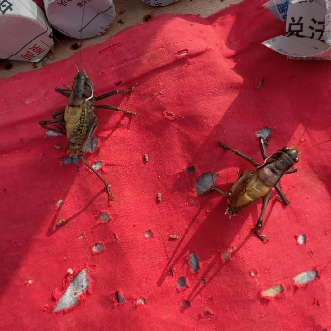 昨***位蝈蝈蝈蝈福福价格