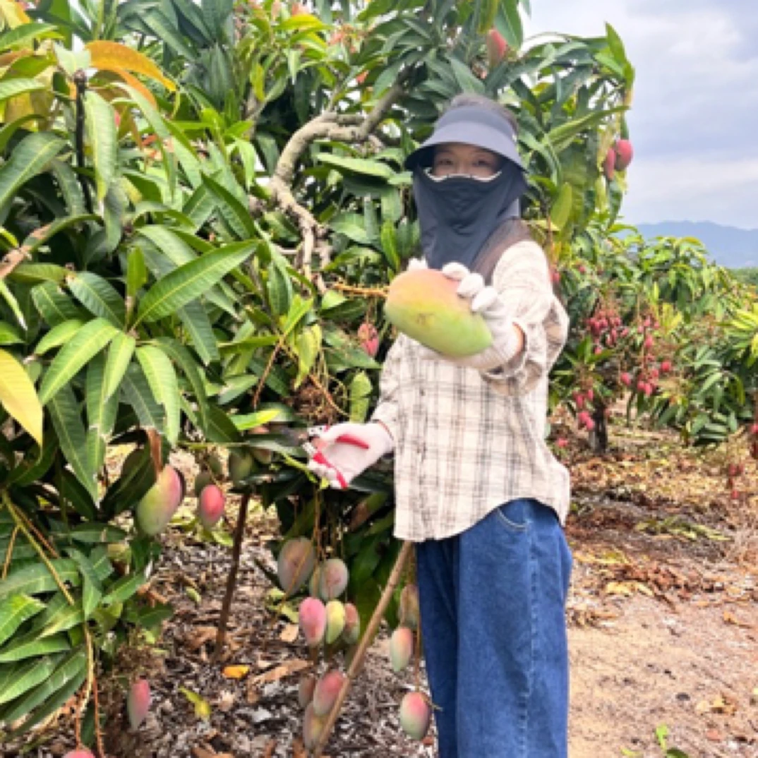 芒果海南贵妃芒树上熟果王现摘现发