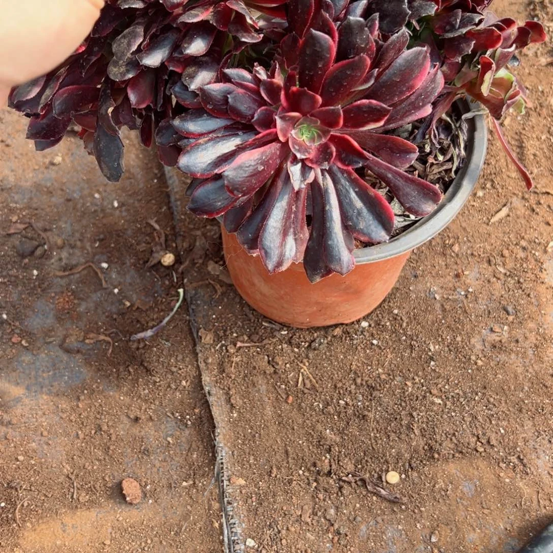 425 号多肉法师植物