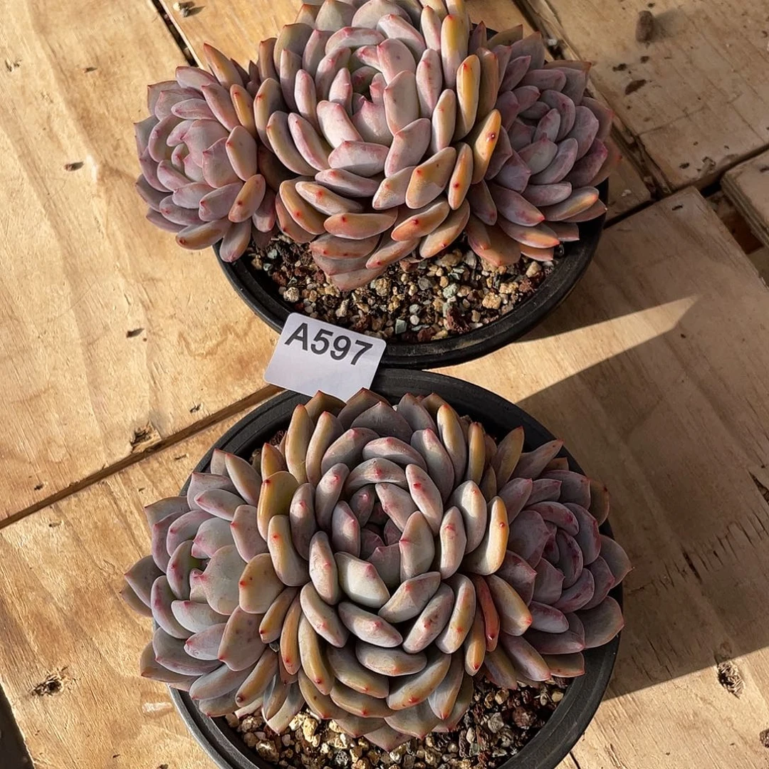 L***g597多肉植物多肉植物