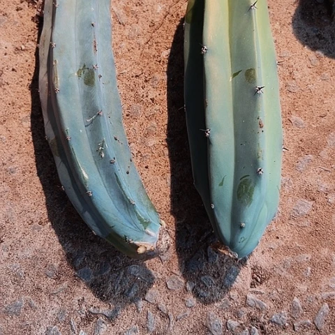 龙神木侧芽无根14公分左右