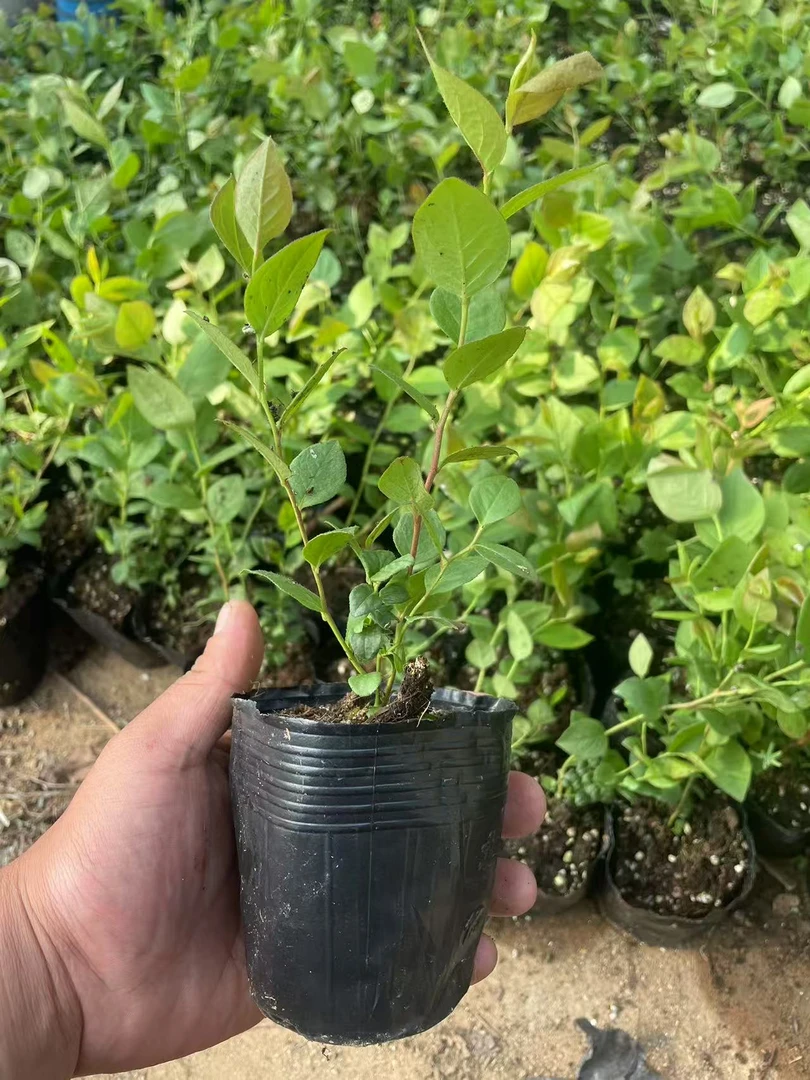 原钵原土发货，南方北方 庭院 阳台 均可种植