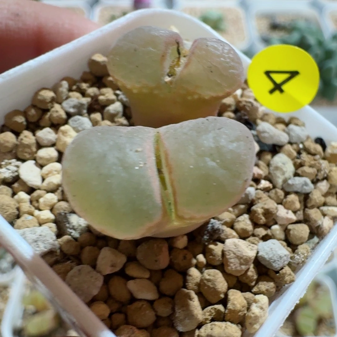 李****)04......多肉........