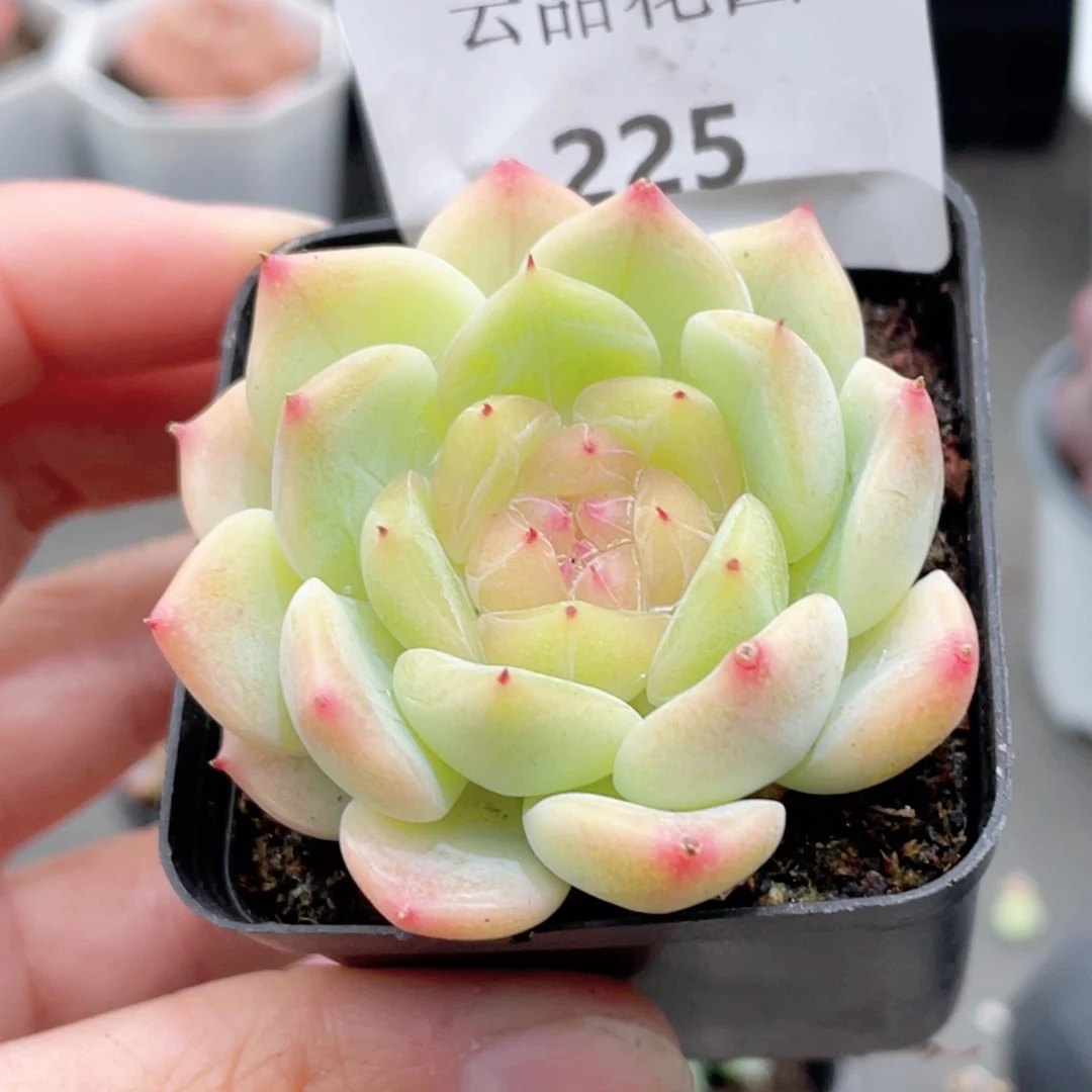 225号糖心冰心珍妮