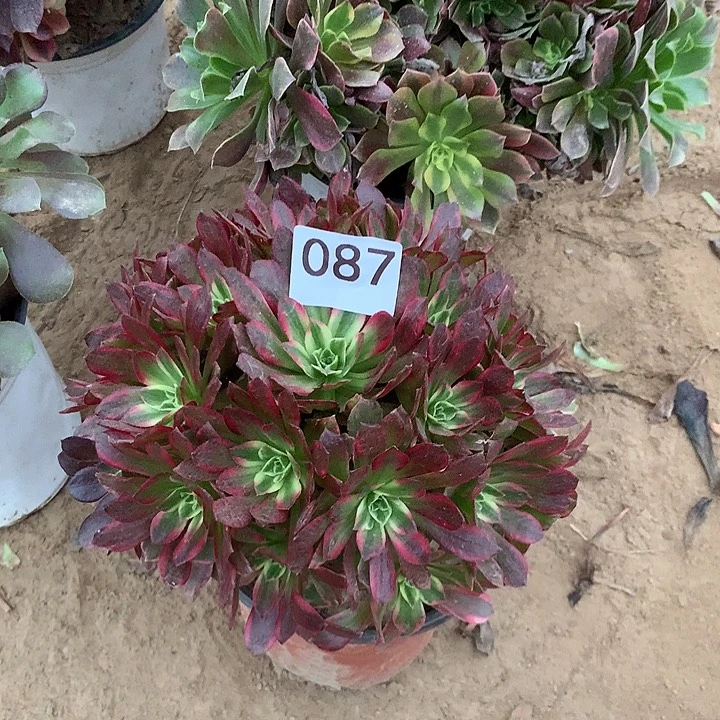 无花朵087安娜中