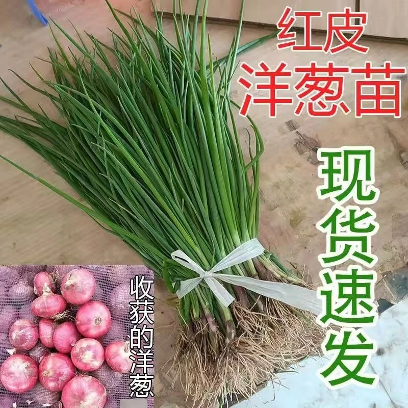 【基地直发】山东寿光水果洋葱苗紫皮带根二红扁圆红皮洋葱头苗子