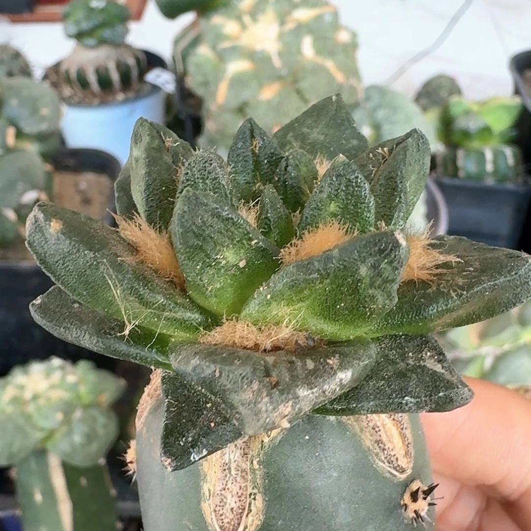 【闪购商品】无花朵纯种龙角