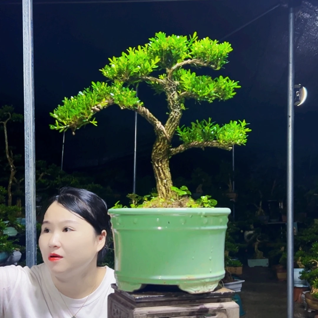 月***牙无花朵黄杨木