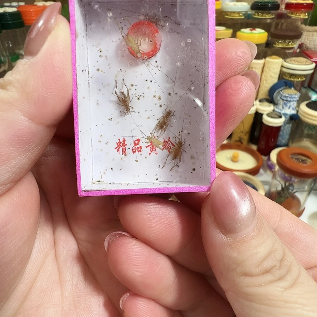 "***魜哈哈哈哈哈小黄蛉两个