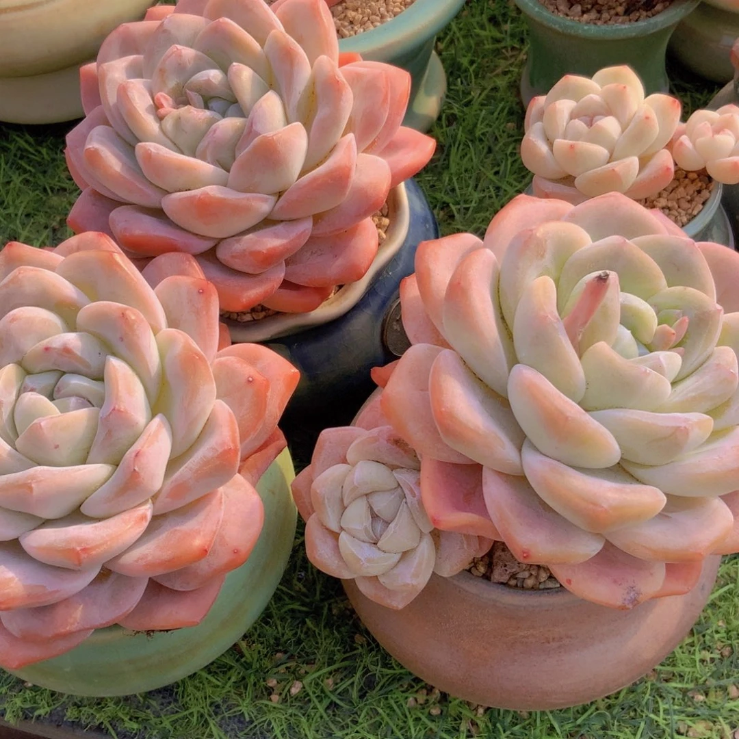 无*韩版单头冰一颗