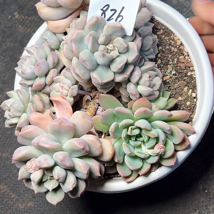 七*?826///////////////