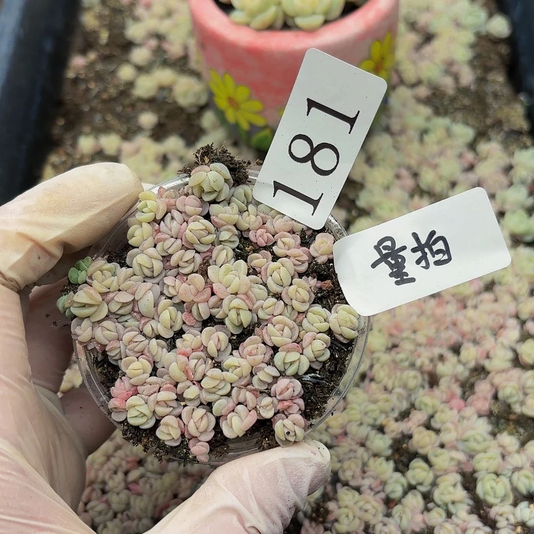 多肉植物多肉植物181量拍