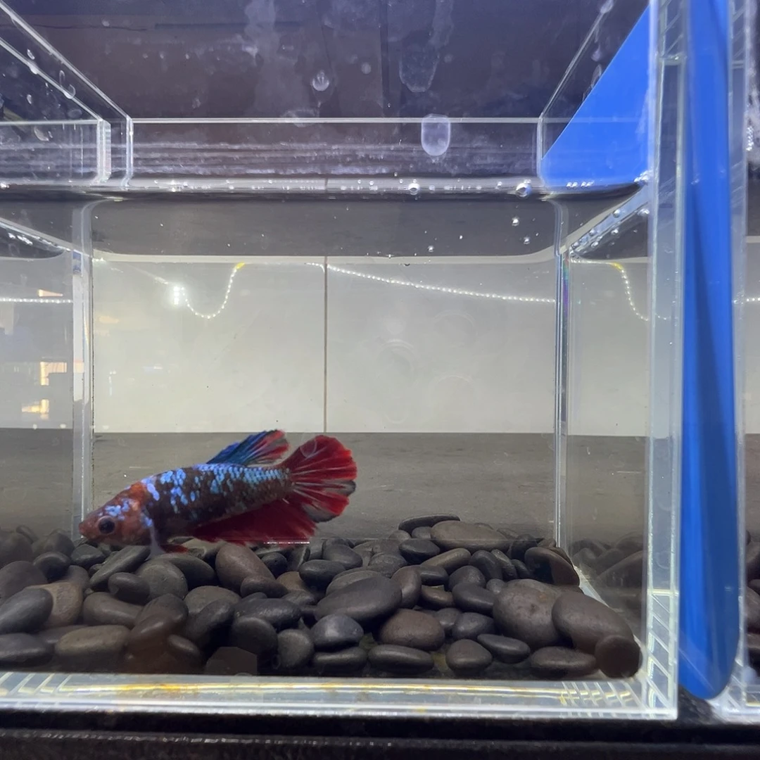 斗鱼阿浩泰斗9日119号