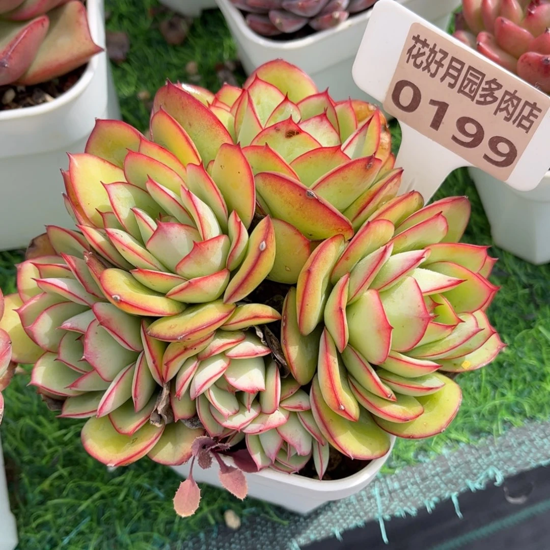 多肉植物0199 满30发货