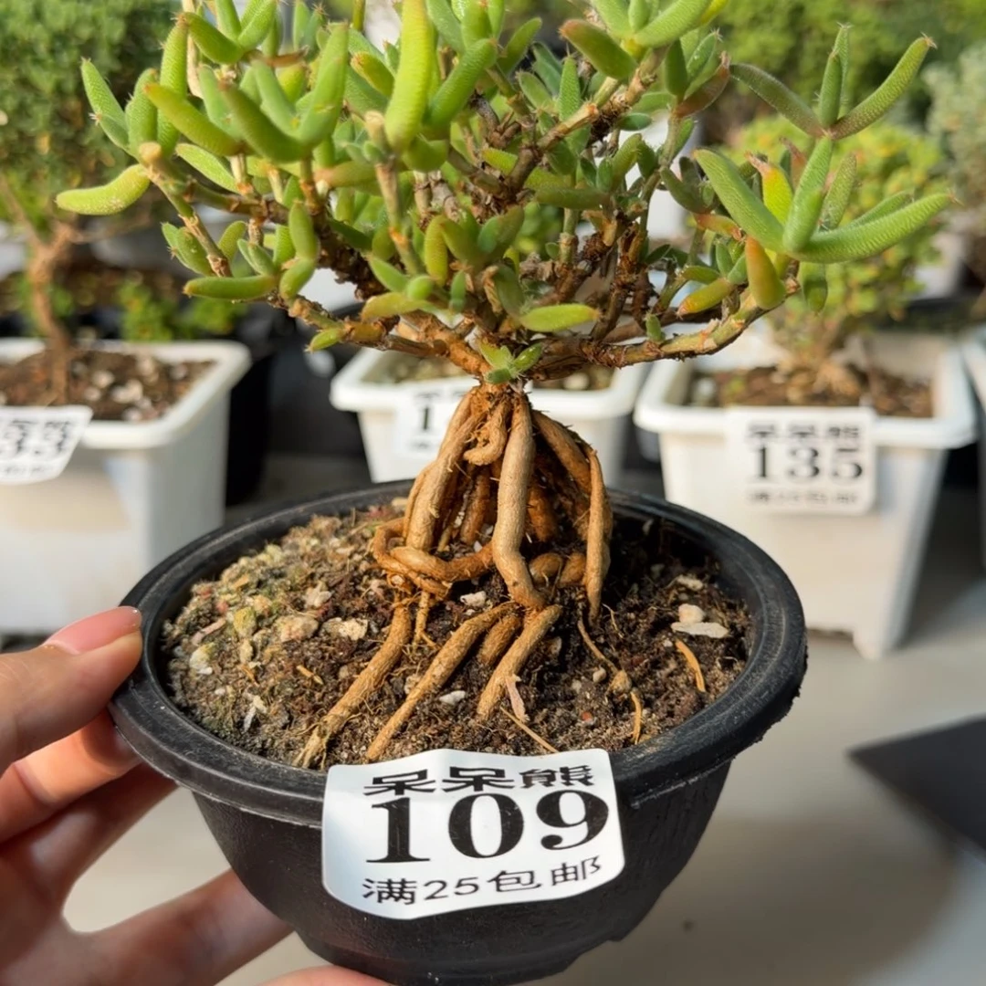 闪电购花卉园艺109