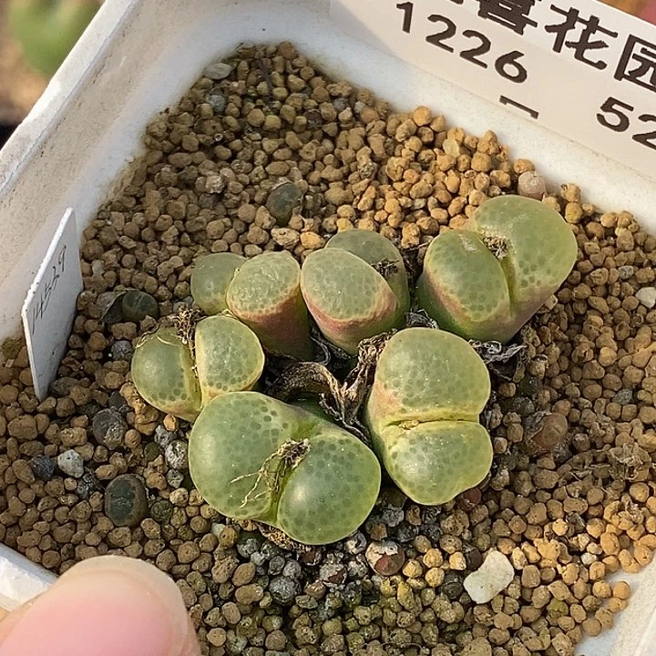 2226-52-母本樱花。