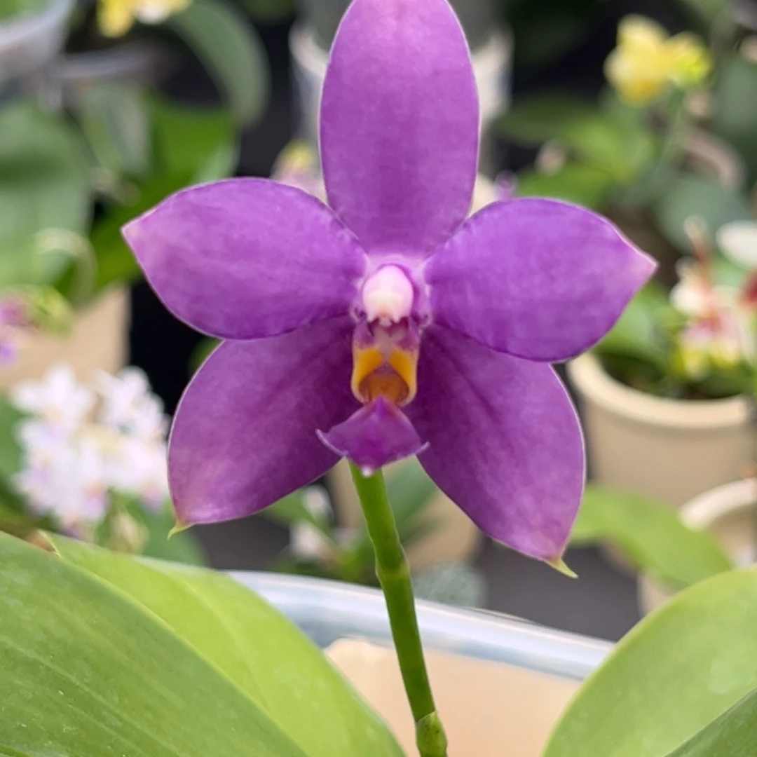 完全开放4寸天使路德狗开花株