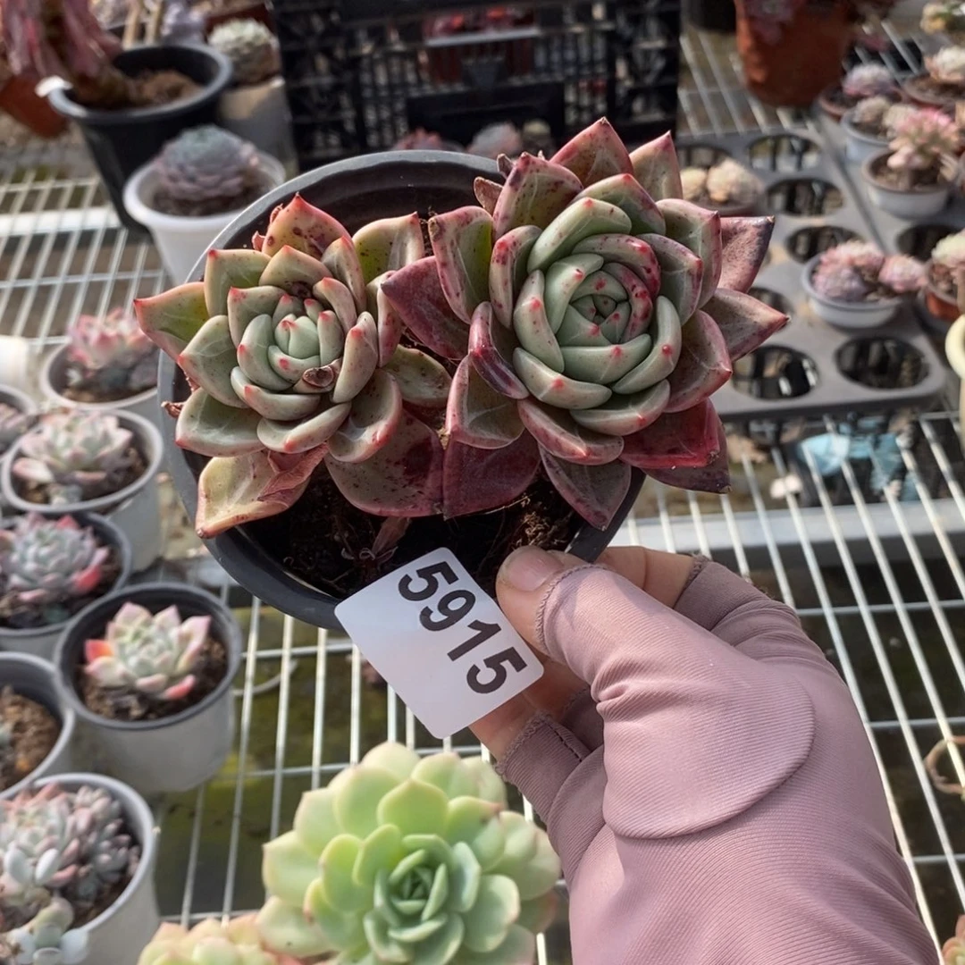 姜***️5915血斑香槟一物一拍