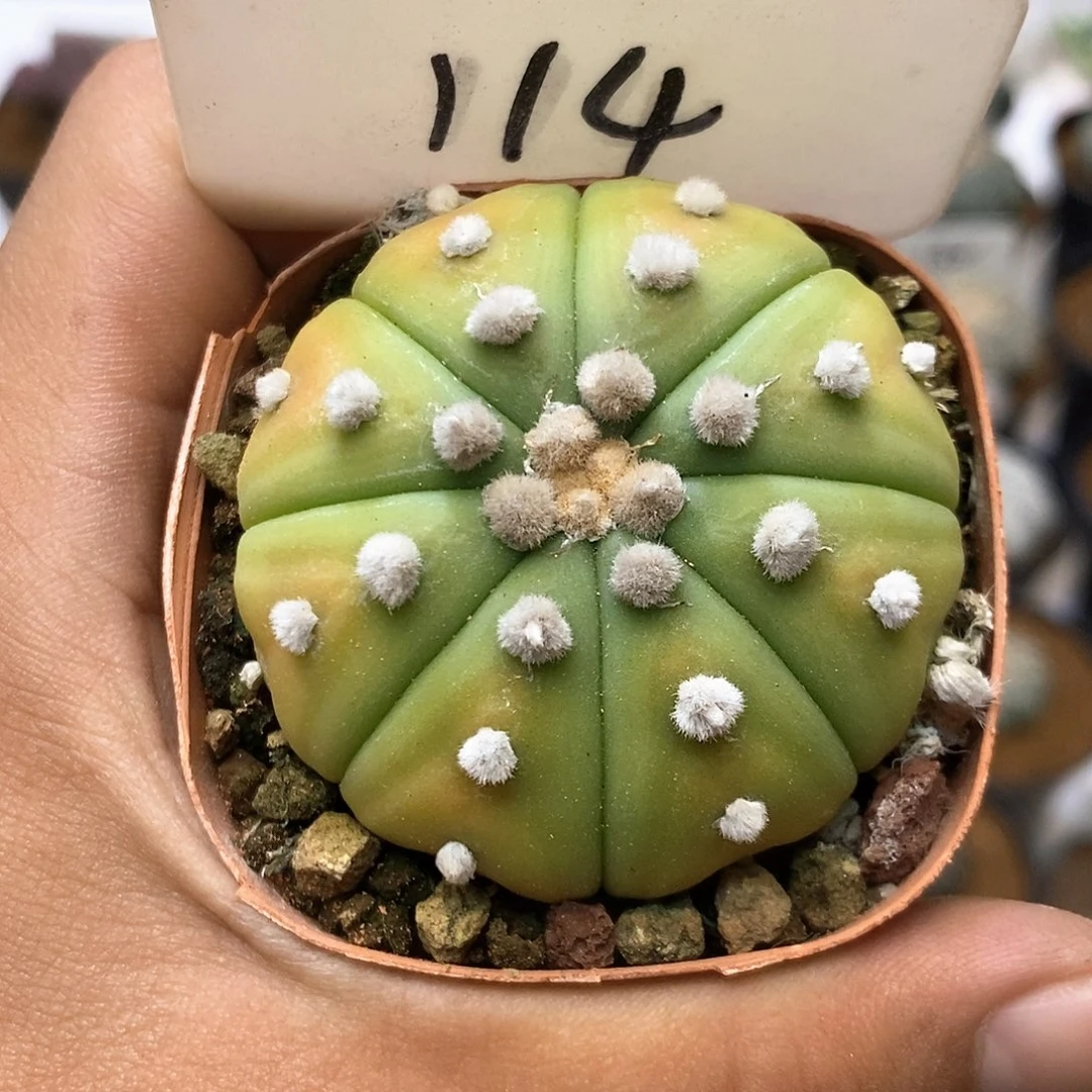 114黄体特价来了福利