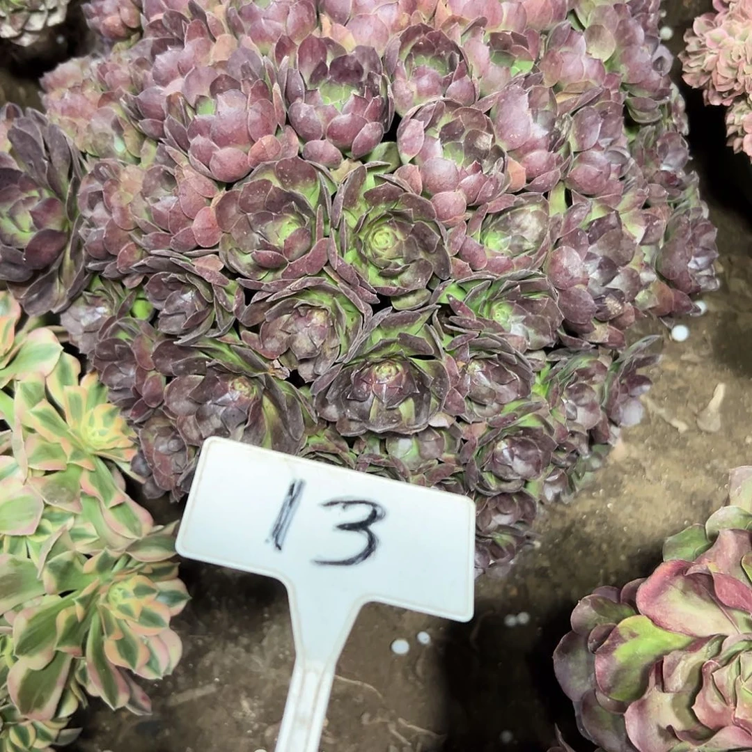 多肉植物紫罗兰法师13