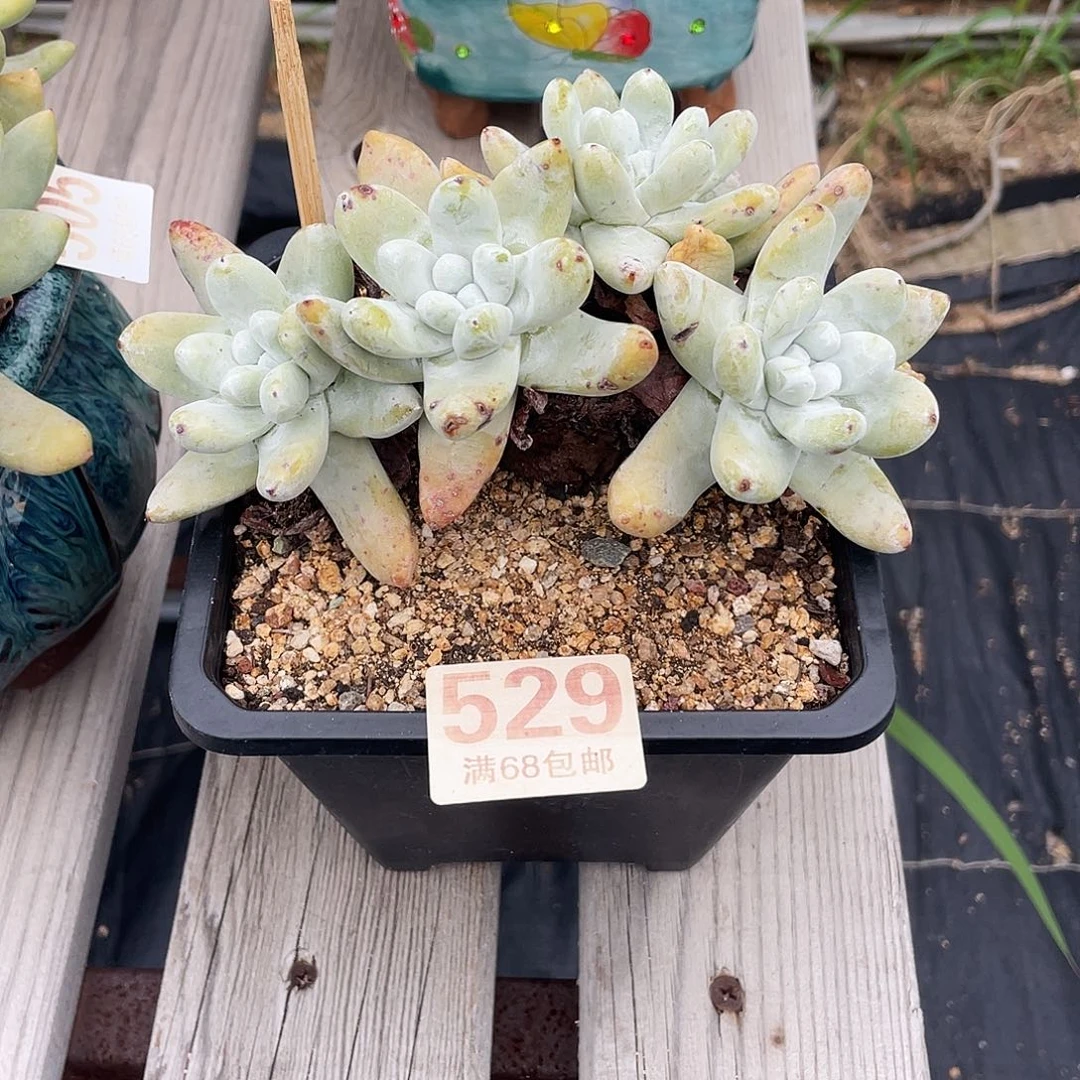 晨溪园艺仙女杯呀