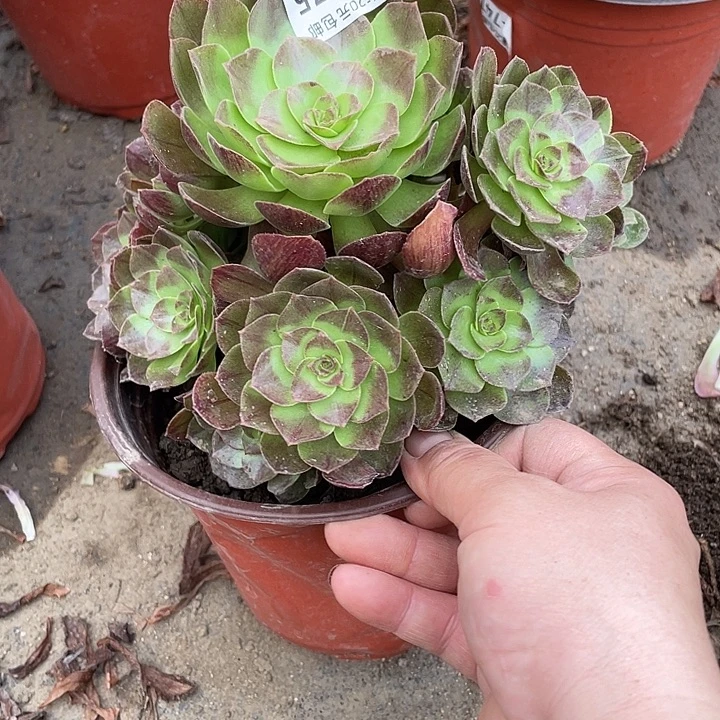 275黑寡妇多肉植物法师