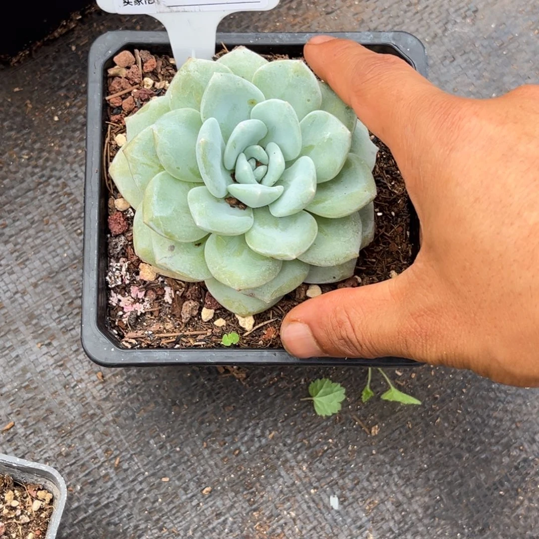 H***a单头多肉植物的种植293