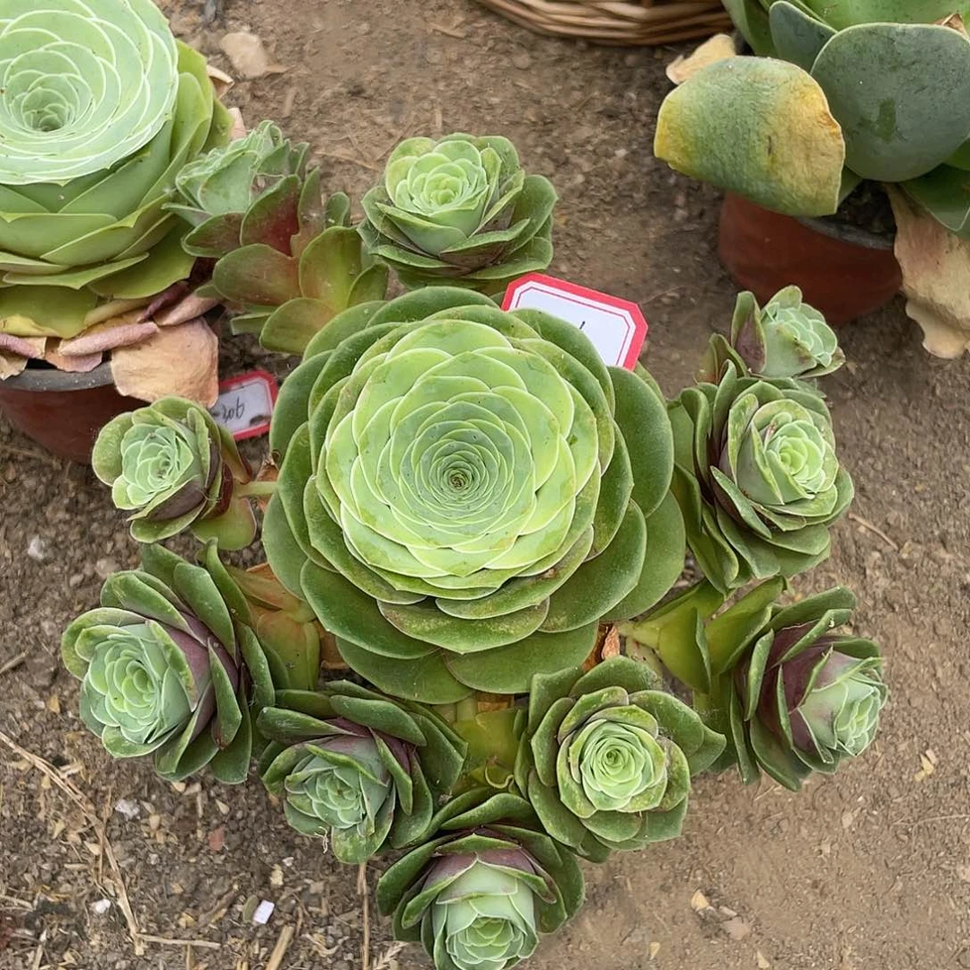 山地玫瑰多肉 426