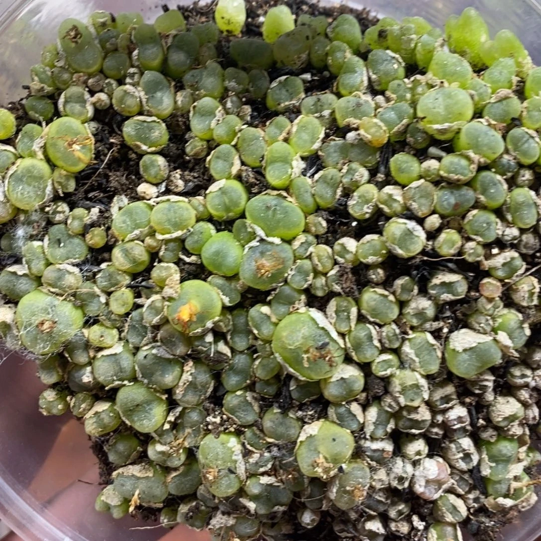 多肉蛋炒饭感谢您相伴240