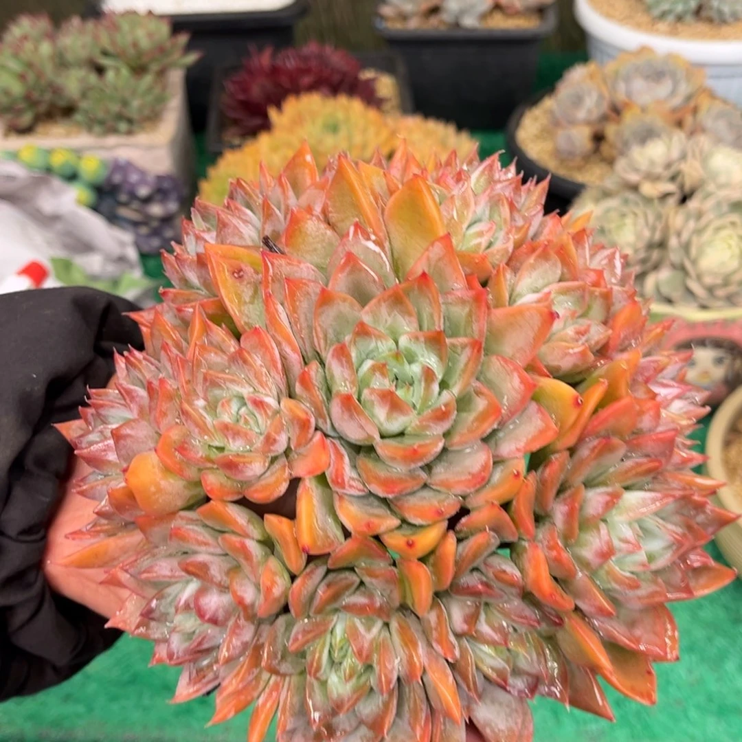 红陶果**欣杂交杂交杂交同欣姐