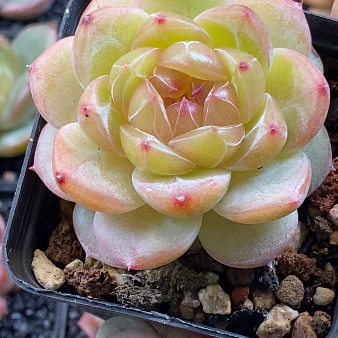 天官赐福百无禁忌