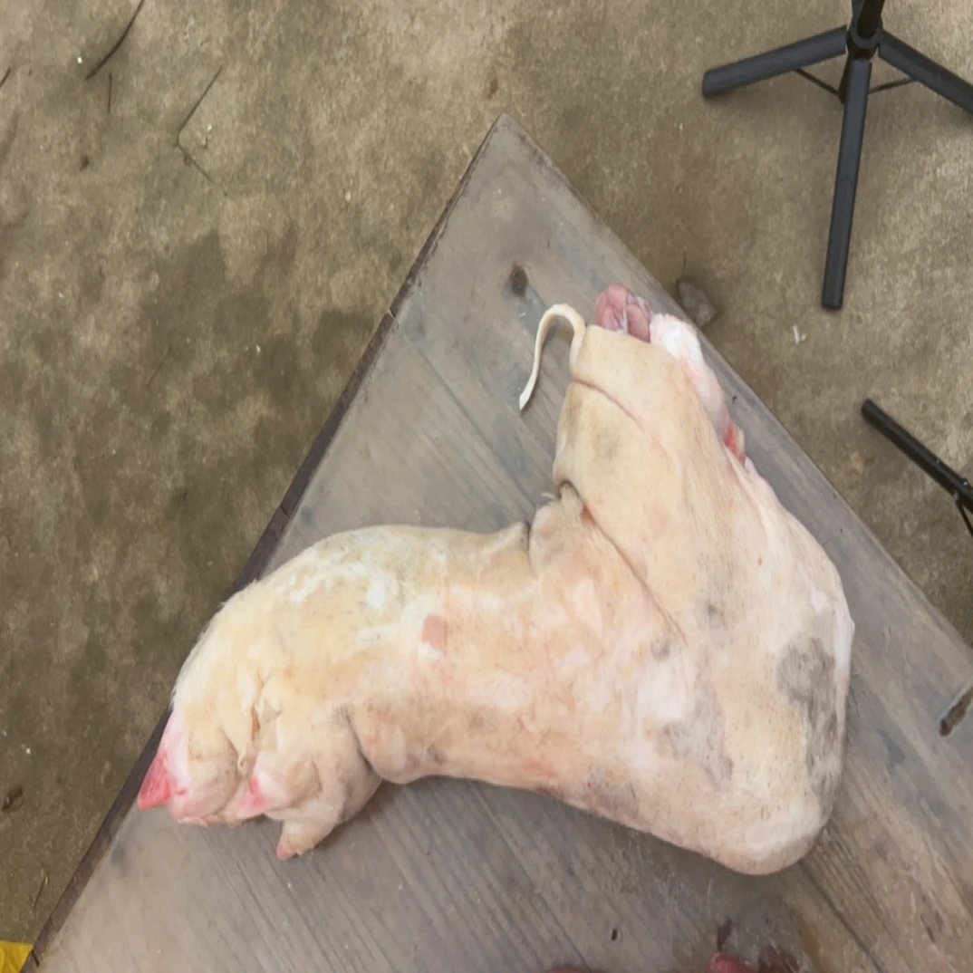 农村散养土猪前蹄满筋满肉干净无毛顺丰空运