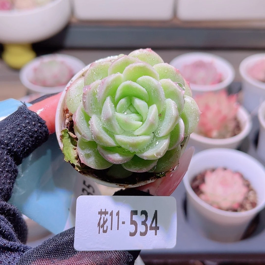 花利美11-534新品