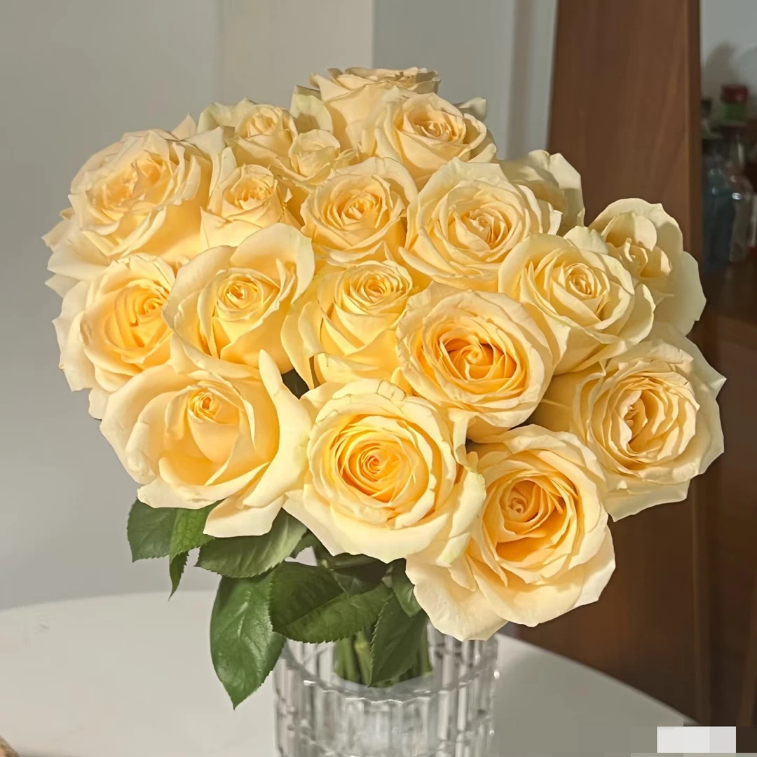 香槟玫瑰10支家养花