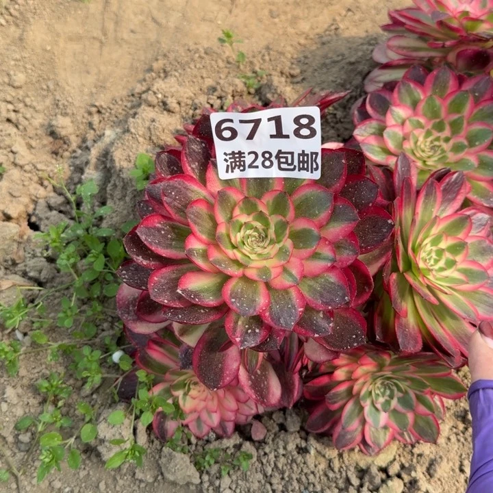 Y***亚6718三号棚倾城多肉W