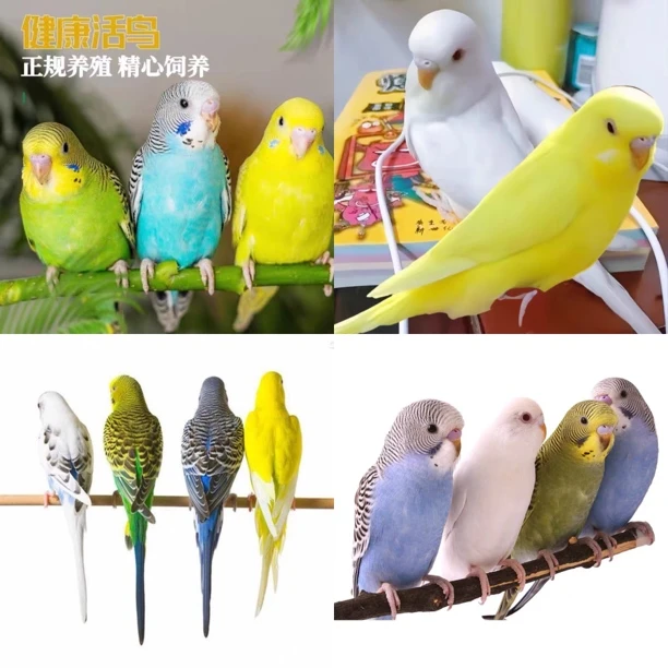 观赏鹦鹉活体宠物手养亲人幼年小鸟颜色全