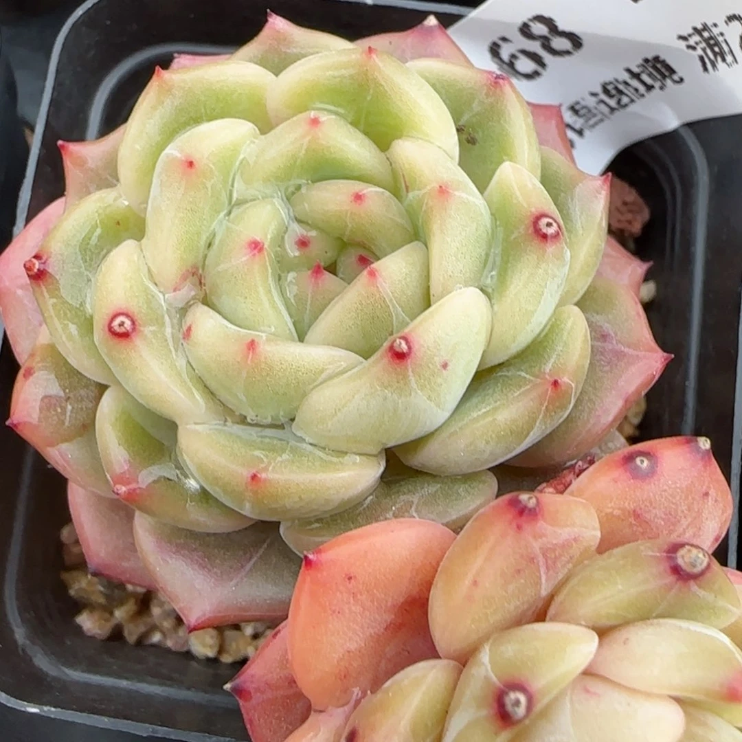 来****你花语逸境0209-668