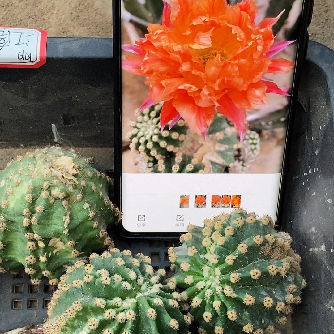 彩 江南13侧芽歪20包邮/5公分