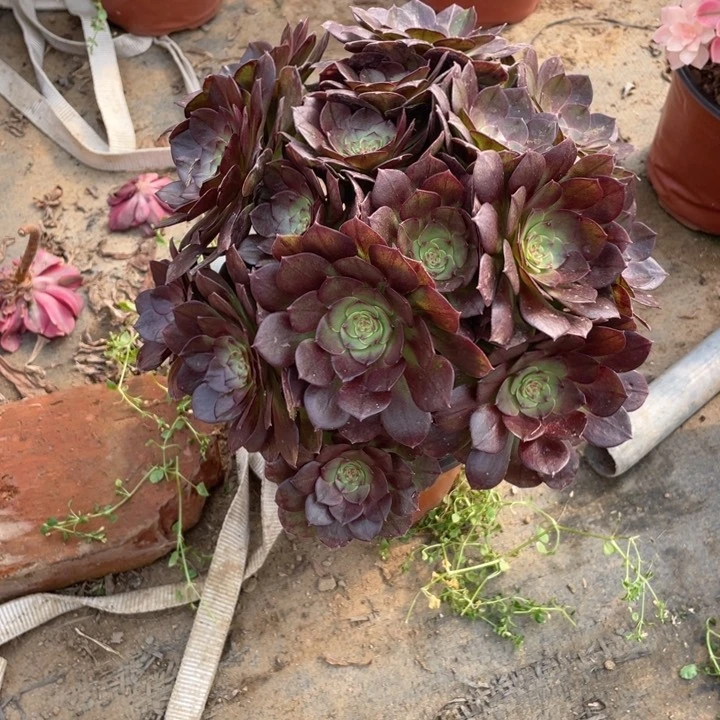 197黑魔法师断枝不售后