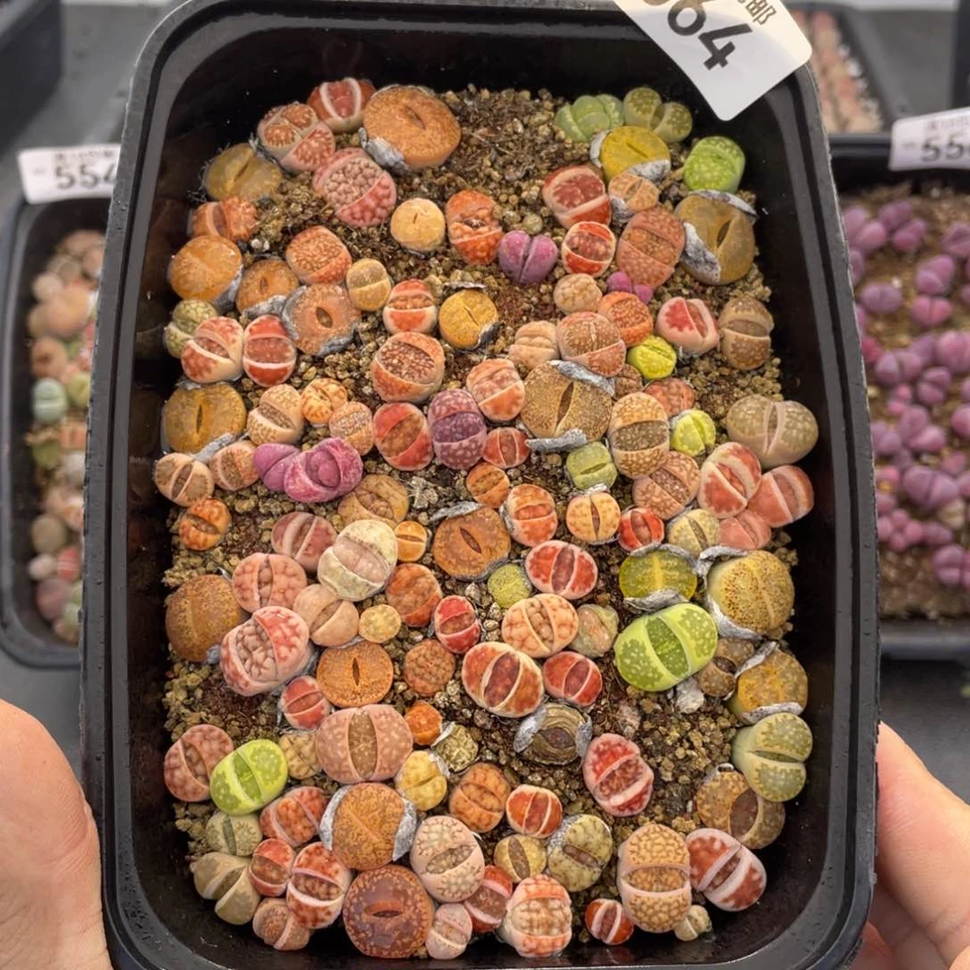 无铅玻璃0000000000000564