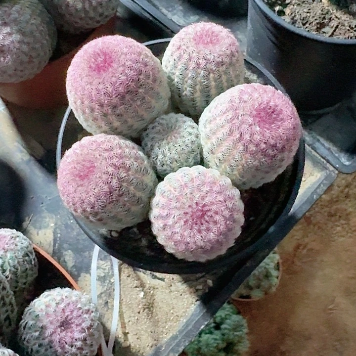 幸***好哈哈哈哈哈哈哈哈哈哈