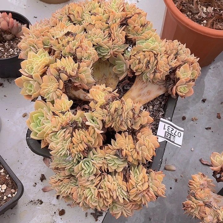 多明戈缀07231多肉植物