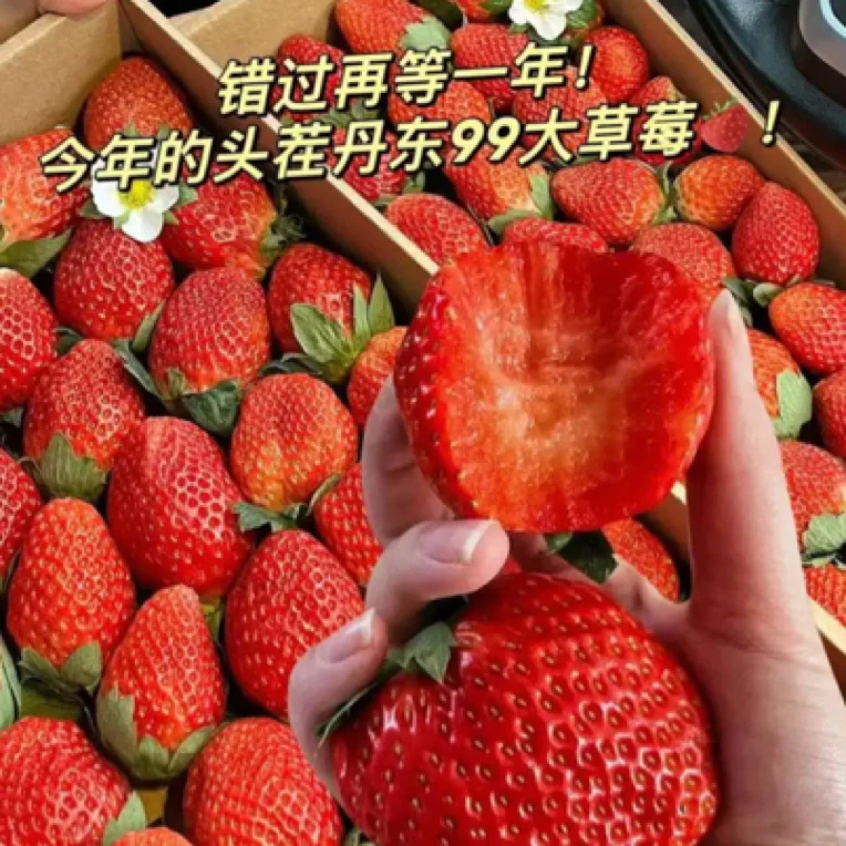 【同城配送】丹东九九红颜草莓1斤约500g（大果）