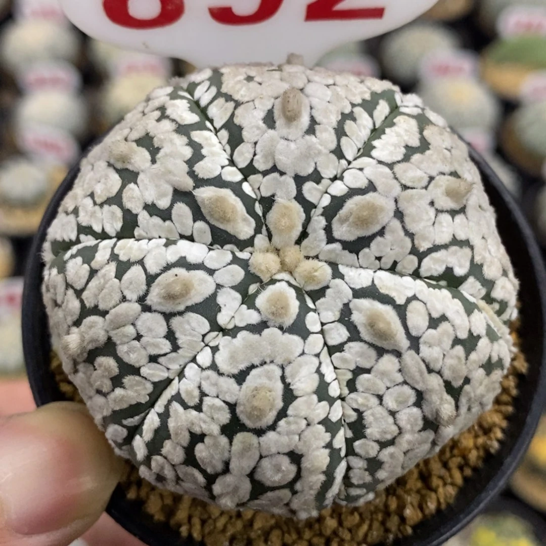 892六愣浓白超兜