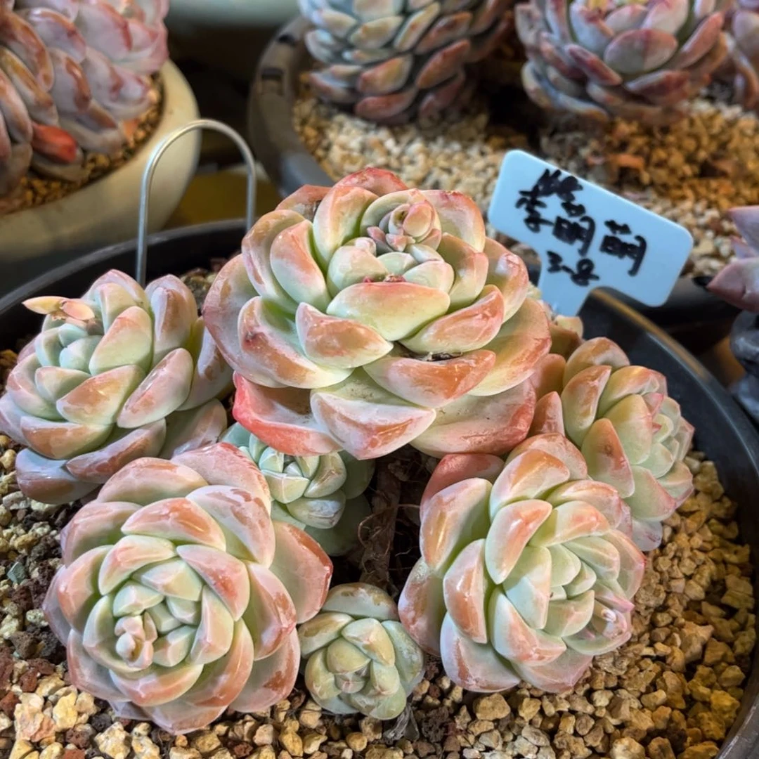 李萌萌冰玉多肉植物