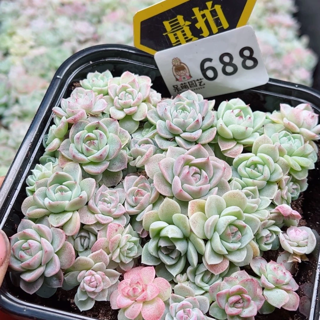 多肉植物多肉植物